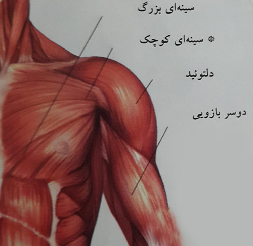 کشش عضلات سینه ای کشش عضلات سینه ای