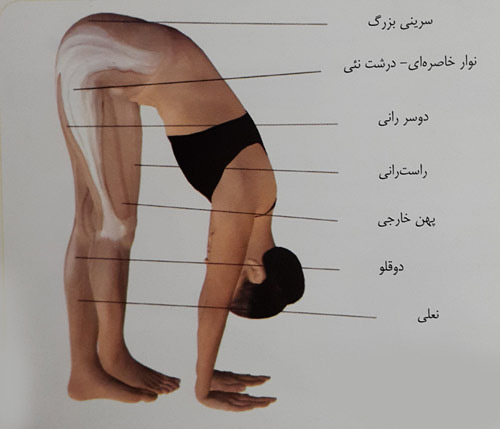 کشش نوارخاصره ای – درشت نئی ( ایلیوتیبیال باند ) کشش نوارخاصره ای – درشت نئی ( ایلیوتیبیال باند )