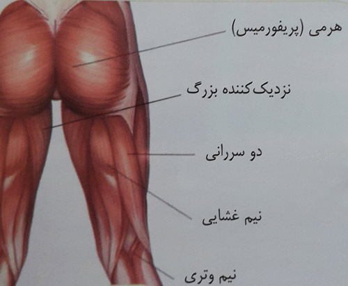 کشش عضلات نزدیک کننده ران کشش عضلات نزدیک کننده ران