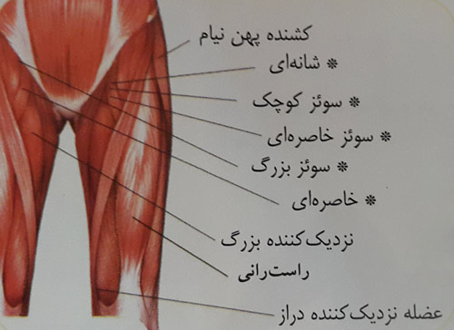 کشش عضلات لگن و ران کشش عضلات لگن و ران