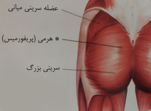 کشش عضله هرمی ( پریفورمیس ) کشش عضله هرمی ( پریفورمیس )
