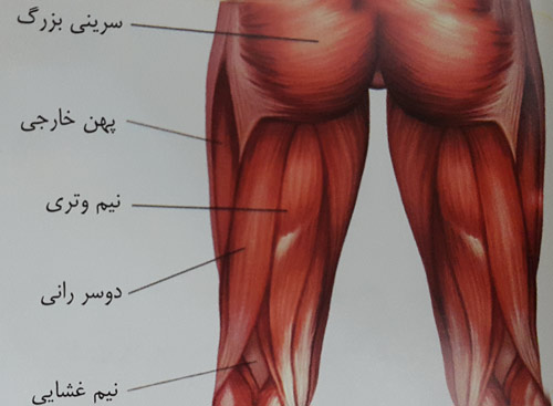 کشش عضلات همسترینگ کشش عضلات همسترینگ
