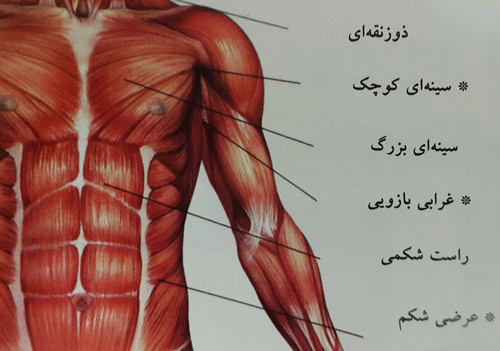 حرکت پلانک به سمت پایین