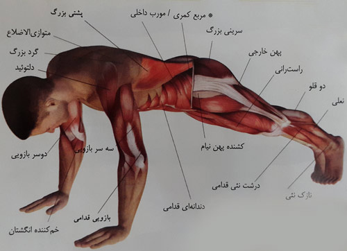 حرکت پلانک به سمت پایین