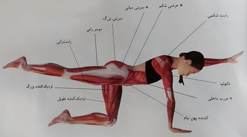 بلند کردن دست وپا از حالت چهار دست و پا بلند کردن دست وپا از حالت چهار دست و پا