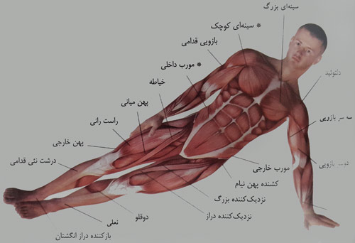 پل زدن جانبی با یک دست