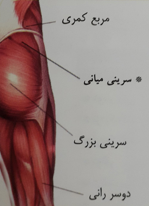 پل زدن جانبی با یک دست پل زدن جانبی با یک دست