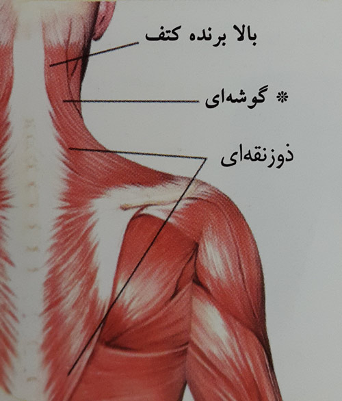 جهش ( لانگ ) بلند جهش ( لانگ ) بلند