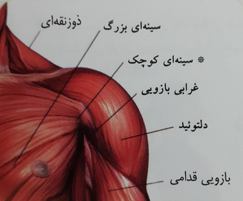 شنا روی دست شنا روی دست
