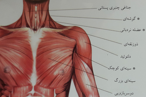 دراز و نشست