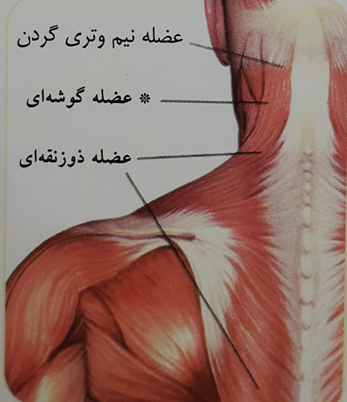 خم کردن گردن