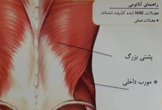 کشش عضله پشتی بزرگ کشش عضله پشتی بزرگ