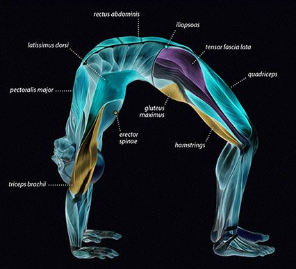 آناتومی عضلات